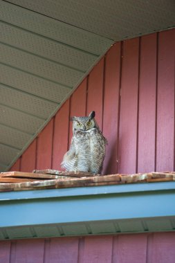 Baykuş doğada, kuş. Doğa, fauna   