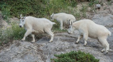 Dağ keçileri, hayvanlar. Doğa, fauna