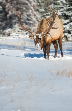 Wild bull elk. Nature, fauna    