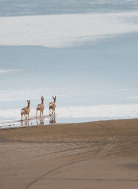 Geyik sahilde yürüyor.