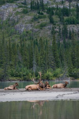 Wild bull elks. Nature, fauna  