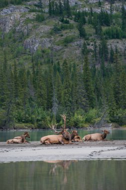 Wild bull elks. Nature, fauna   clipart
