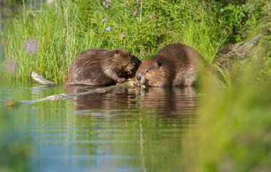 beavers in wild, animals. Nature, fauna clipart