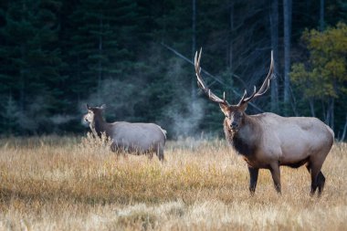 Elks in wild, animals. Nature, fauna clipart