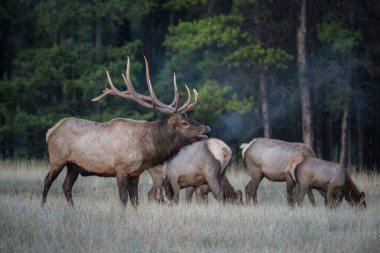 Wild bull elks. Nature, fauna  