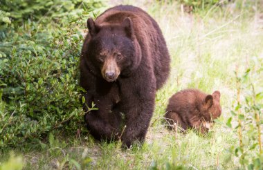 Wild black bears. Nature, fauna