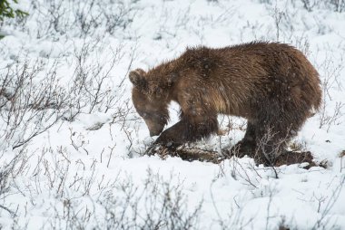 Vahşi boz ayı. Doğa, fauna