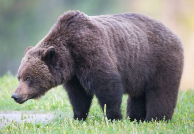 Vahşi boz ayı. Doğa, fauna