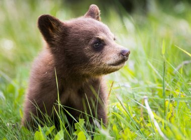 Vahşi kara ayı. Doğa, fauna