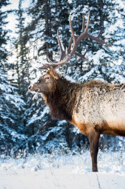 Wild bull elk. Nature, fauna 