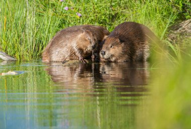 Yabani kunduzlar, hayvanlar. Doğa, fauna