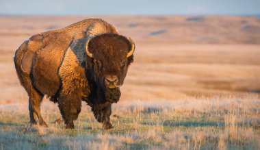 bison  in wild, animal. Nature, fauna clipart