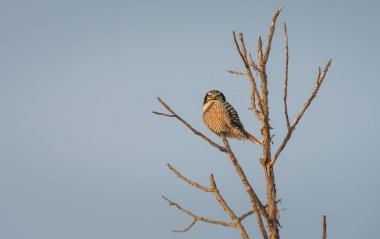 Vahşi baykuş, kuş. Doğa, fauna
