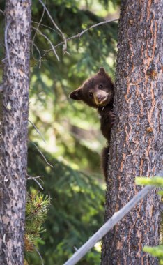 Vahşi kara ayı. Doğa, fauna