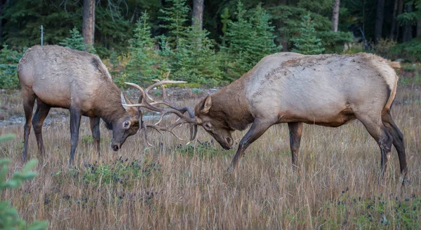 Alces Touro Selvagens Natureza Fauna — Fotografia de Stock