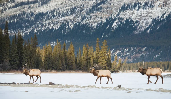 Wild Bull Elks Nature Fauna — 스톡 사진