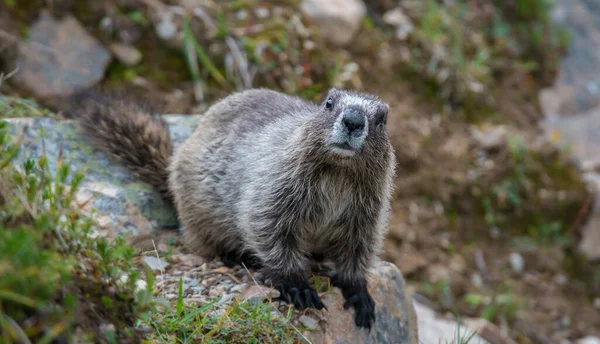Marmota Estado Salvaje Animal Naturaleza Fauna —  Fotos de Stock