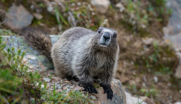 Marmota Estado Selvagem Animal Natureza Fauna — Fotografia de Stock