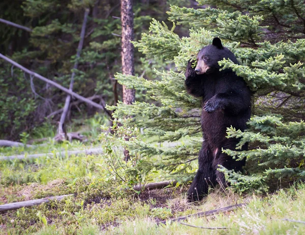 野生黑熊 — 图库照片