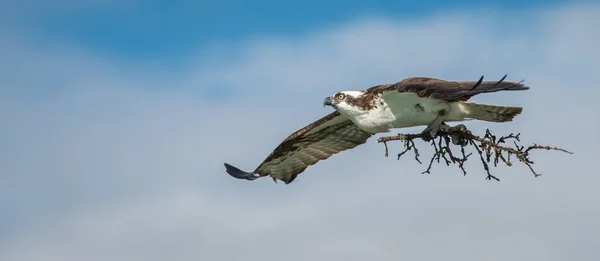 Osprey Lleva Ramitas Para Nido — Foto de Stock