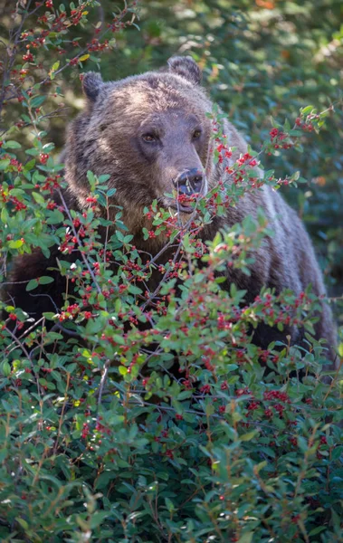 Divoký Medvěd Grizzly Příroda Fauna — Stock fotografie