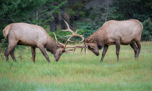 Alces Touro Selvagens Natureza Fauna — Fotografia de Stock