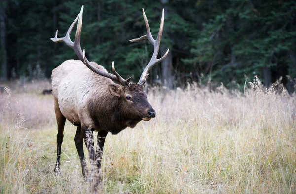 Bull Elk Fall — Stock Photo, Image