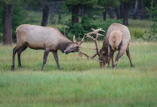 Alci Toro Selvatici Natura Fauna — Foto Stock