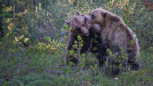 Vahşi Boz Ayı Doğa Fauna — Stok fotoğraf