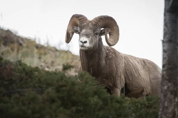 Wilde Bighorn Ram Dier Natuur Fauna — Stockfoto