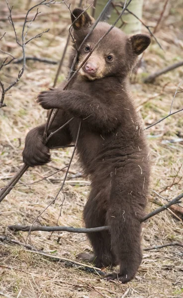 Dziki Czarny Niedźwiedź Natura Fauna — Zdjęcie stockowe