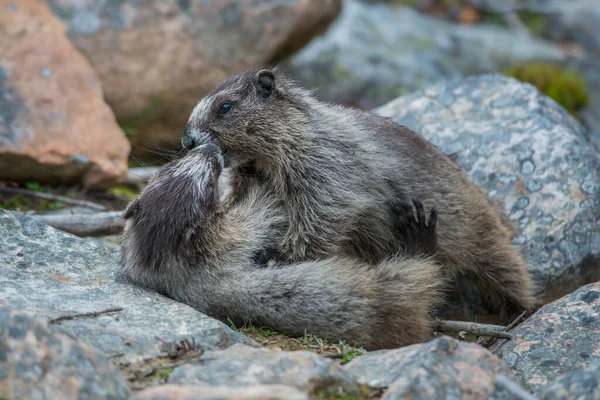 Murmeltiere Freier Wildbahn Tiere Natur Fauna — Stockfoto