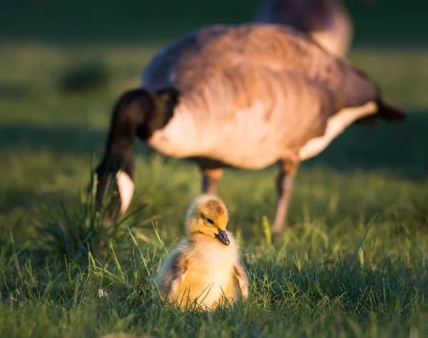 Canada Geese Wild Birds Nature Fauna — Stock Photo, Image