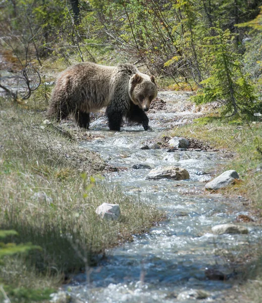 Divoký Medvěd Grizzly Příroda Fauna — Stock fotografie