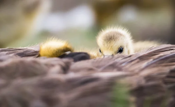 Kanadyjskie Gęsi Dzikie Ptaki Natura Fauna — Zdjęcie stockowe