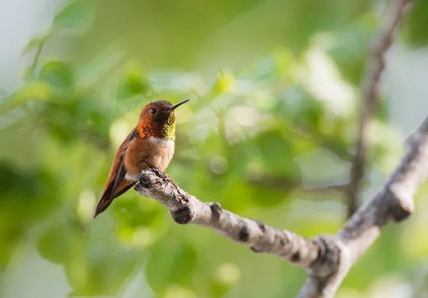 Kolibri Vild Fågel Natur Fauna — Stockfoto