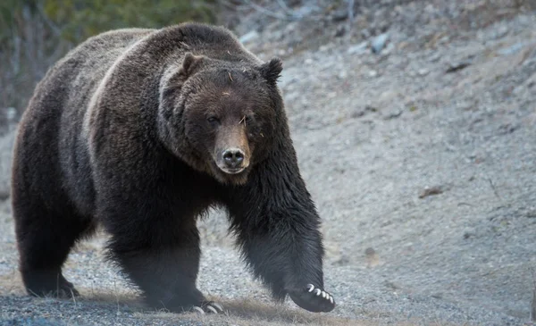 Vild Grizzlybjörn Natur Fauna — Stockfoto