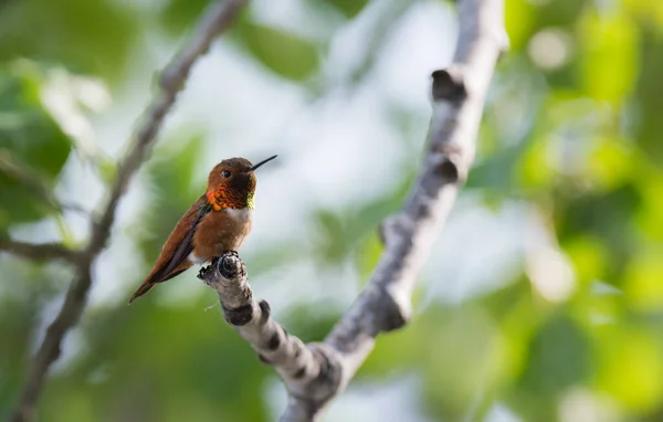 Kolibries Het Wild Vogel Natuur Fauna — Stockfoto