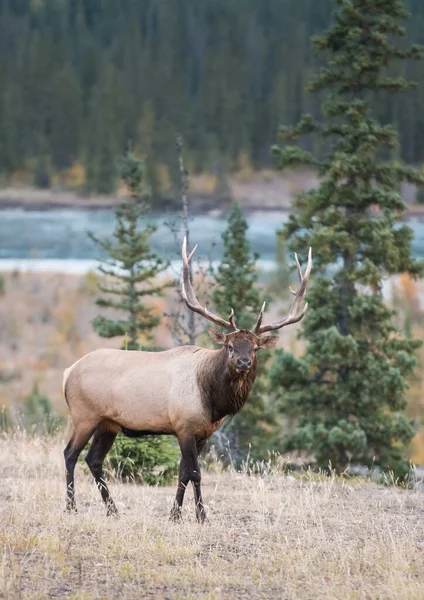 Elk Het Wild Dier Natuur Fauna — Stockfoto