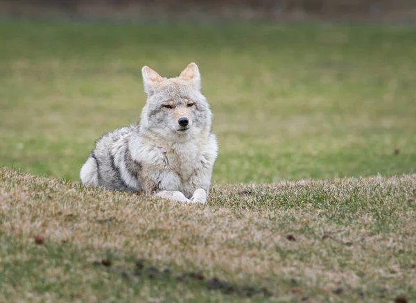 Coyote — Stockfoto