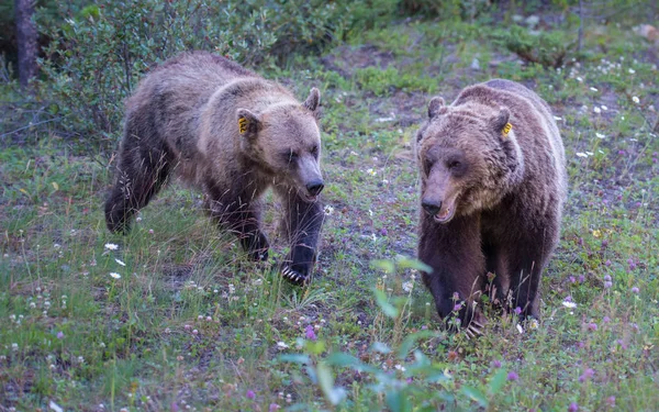 Osos Pardos Salvajes Naturaleza Fauna —  Fotos de Stock