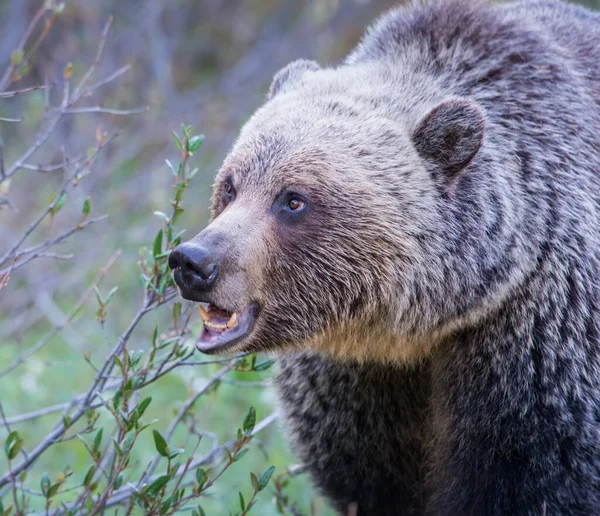 Vahşi Boz Ayı Doğa Fauna — Stok fotoğraf