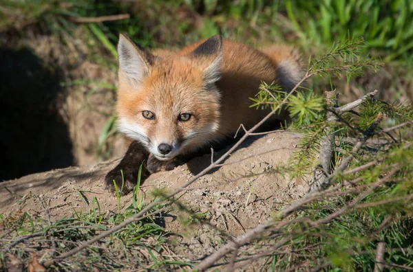 Volpe Rossa Animale Natura Fauna — Foto Stock