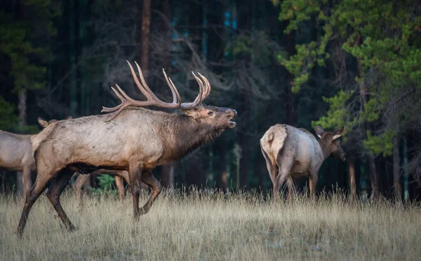Wild Bull Elks Nature Fauna — ストック写真