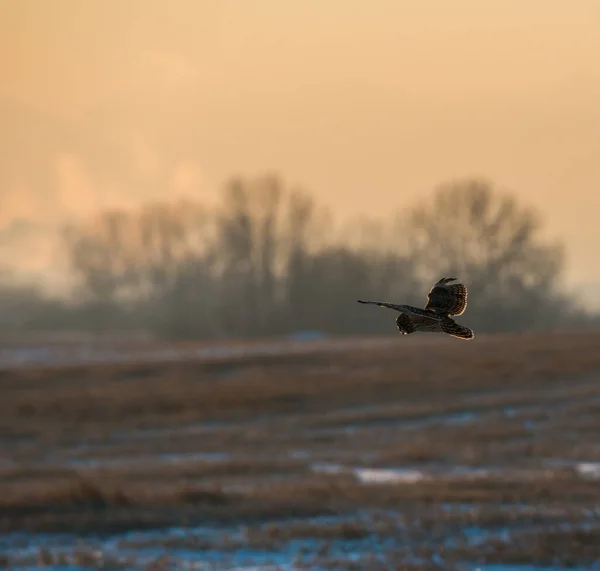 Vild Uggla Fågel Natur Fauna — Stockfoto