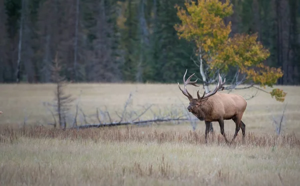 Elk Wild Animal Nature Fauna — Stock Photo, Image