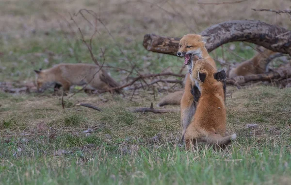 Rode Vossen Dieren Natuur Fauna — Stockfoto