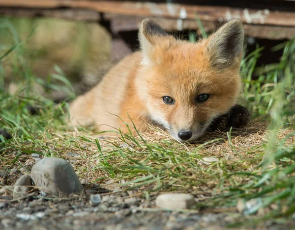 Renard Roux Animal Nature Faune — Photo