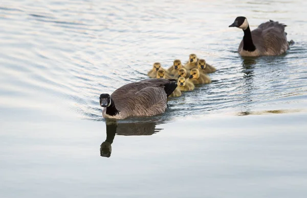 Canada Geese Wild Birds Nature Fauna — Stock Photo, Image