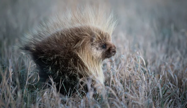 Jeżozwierz Wolności Zwierzaku Natura Fauna — Zdjęcie stockowe